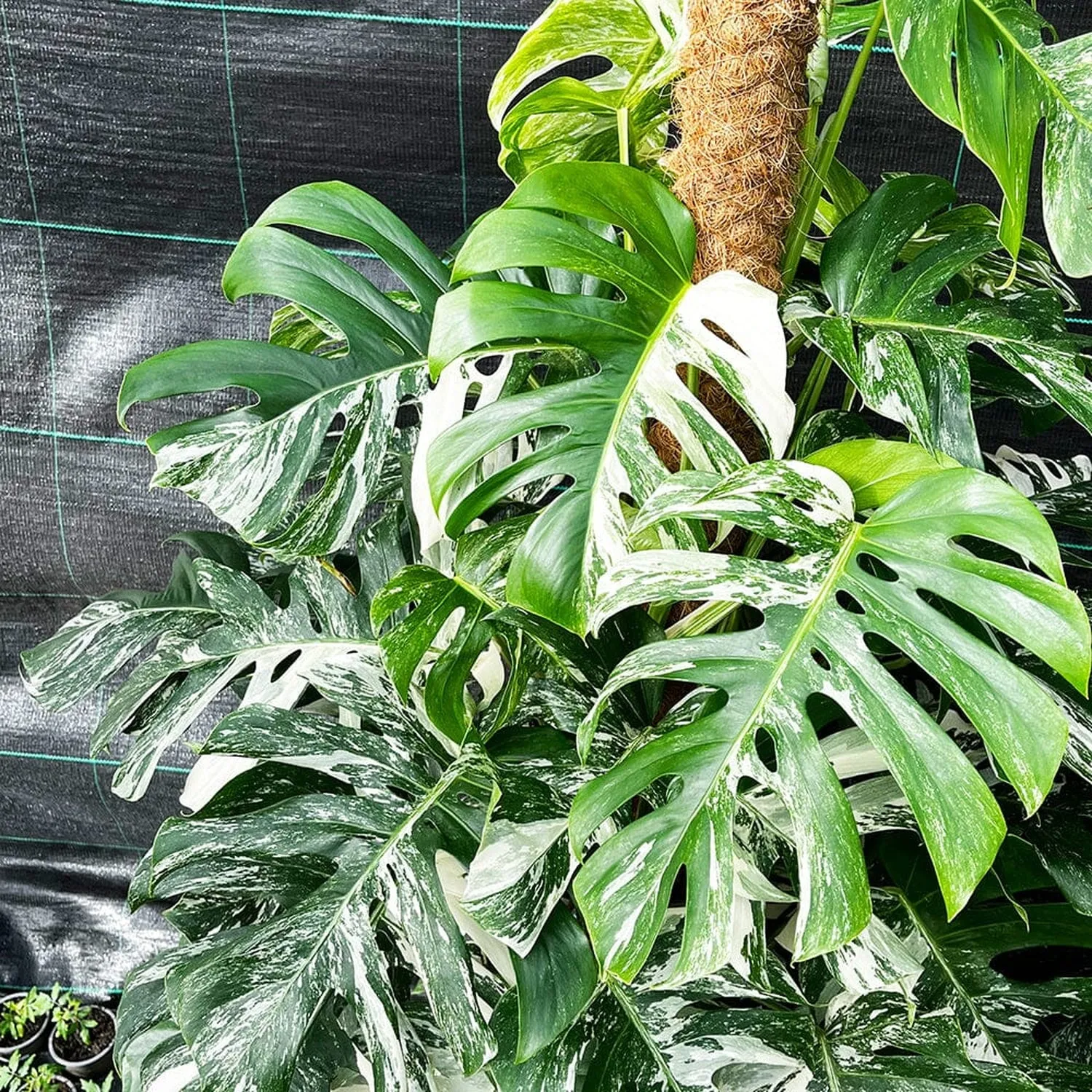 160 - 180cm Variegated Monstera Albo Variegata Variegated Cheese Plant 32cm Pot House Plants