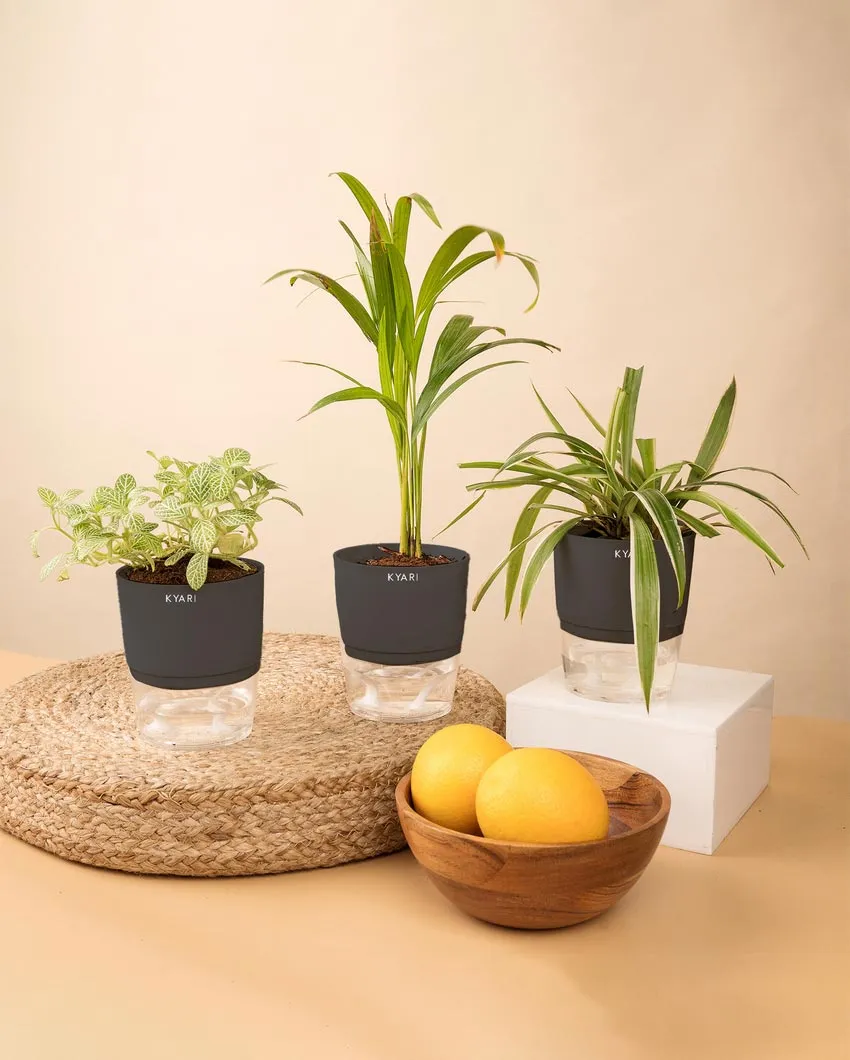 Areca Palm Spider Fittonia Plants With Pots | Pack of 3 | 4 x 10 inches