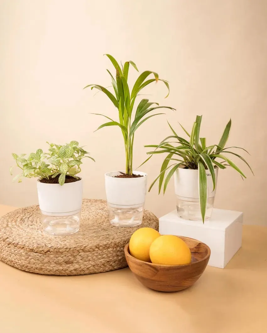 Areca Palm Spider Fittonia Plants With Pots | Pack of 3 | 4 x 10 inches