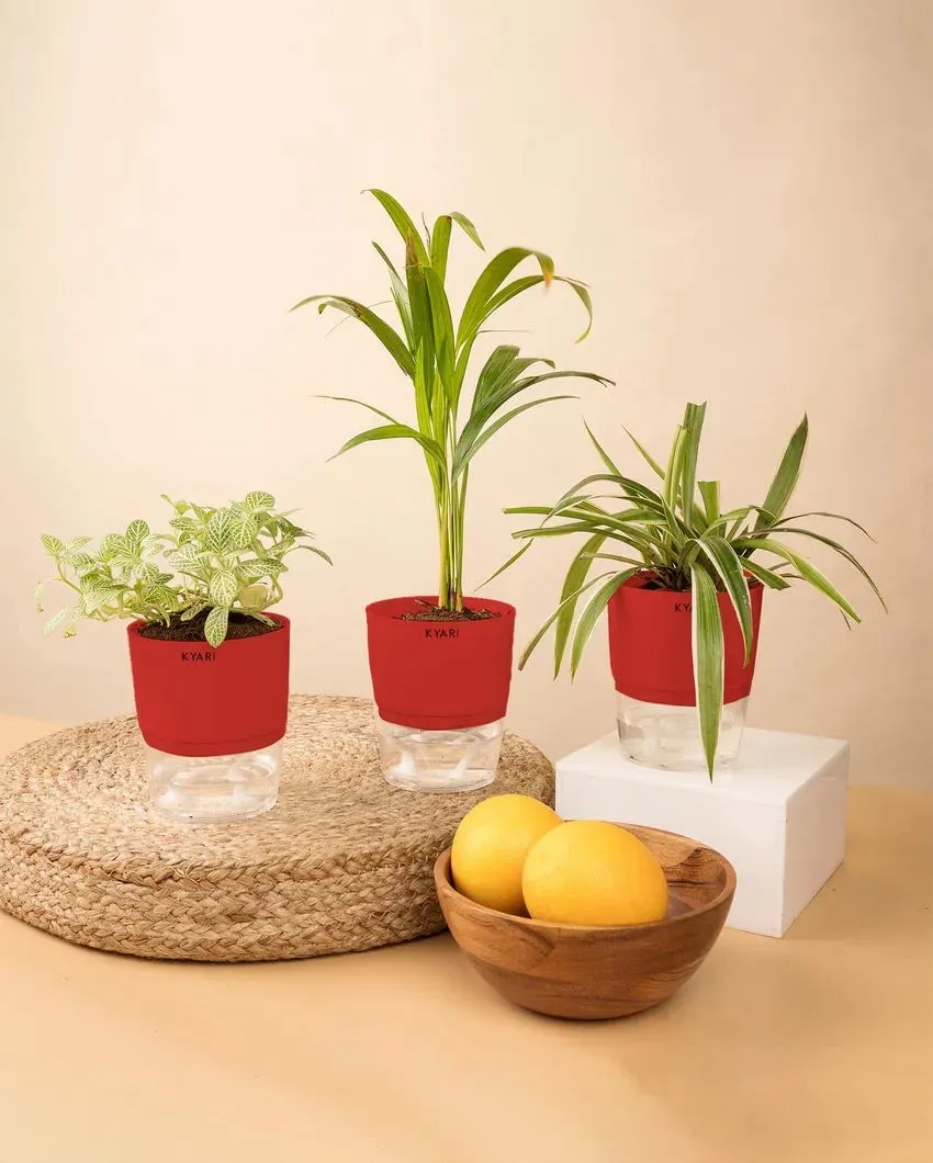 Areca Palm Spider Fittonia Plants With Pots | Pack of 3 | 4 x 10 inches