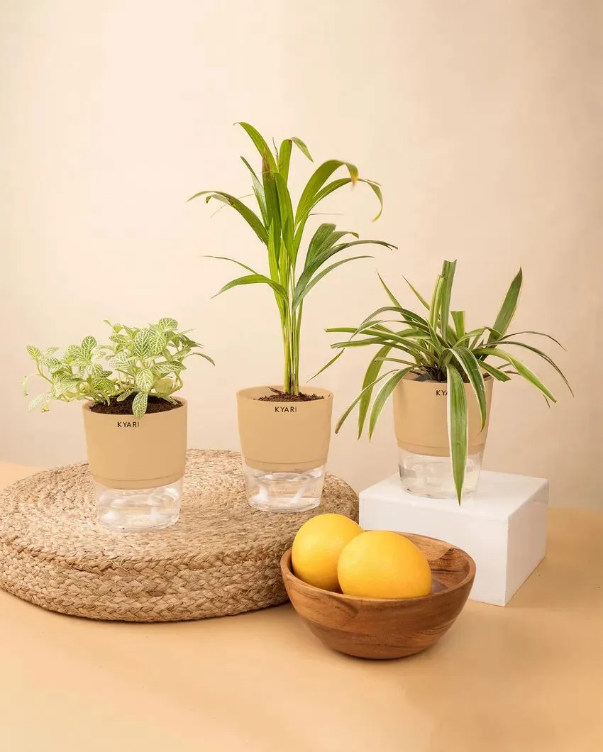 Areca Palm Spider Fittonia Plants With Pots | Pack of 3 | 4 x 10 inches